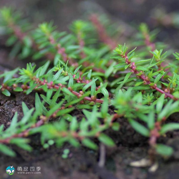 墨西哥水松叶-6