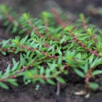 墨西哥水松叶-缩略图-6