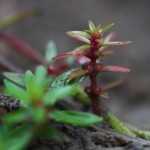 墨西哥水松叶-缩略图-7