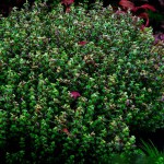 珍珠红蝴蝶-缩略图-1