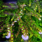 珍珠红蝴蝶-缩略图-2