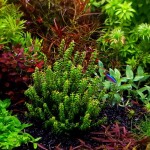 珍珠红蝴蝶-缩略图-3