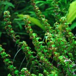 珍珠红蝴蝶-缩略图-4