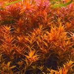 小圆叶-缩略图-1