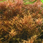 小圆叶-缩略图-2