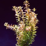 小圆叶-缩略图-4