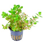 小圆叶-缩略图-5