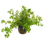 小圆叶-缩略图-6