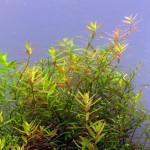 锡兰小圆叶-缩略图-1