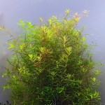 锡兰小圆叶-缩略图-2