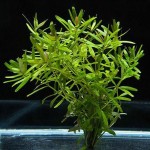 锡兰小圆叶-缩略图-4