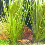 大箦藻-缩略图-1