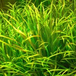 大箦藻-缩略图-4