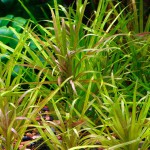 大箦藻-缩略图-5