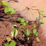 毛叶田字草-缩略图-1