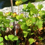 毛叶田字草-缩略图-2