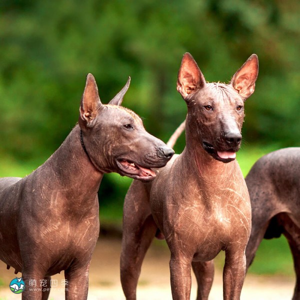 标准墨西哥无毛犬-1