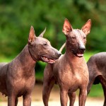 标准墨西哥无毛犬-缩略图-1