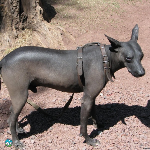 标准墨西哥无毛犬-2