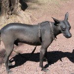 标准墨西哥无毛犬-缩略图-2