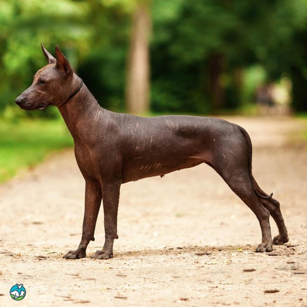 标准墨西哥无毛犬-3