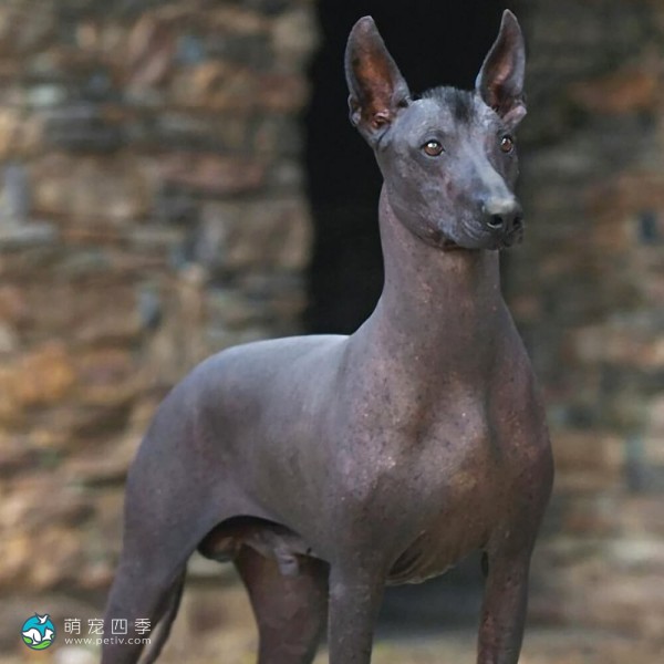 标准墨西哥无毛犬-4