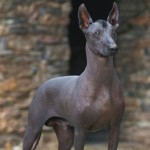 标准墨西哥无毛犬-缩略图-4