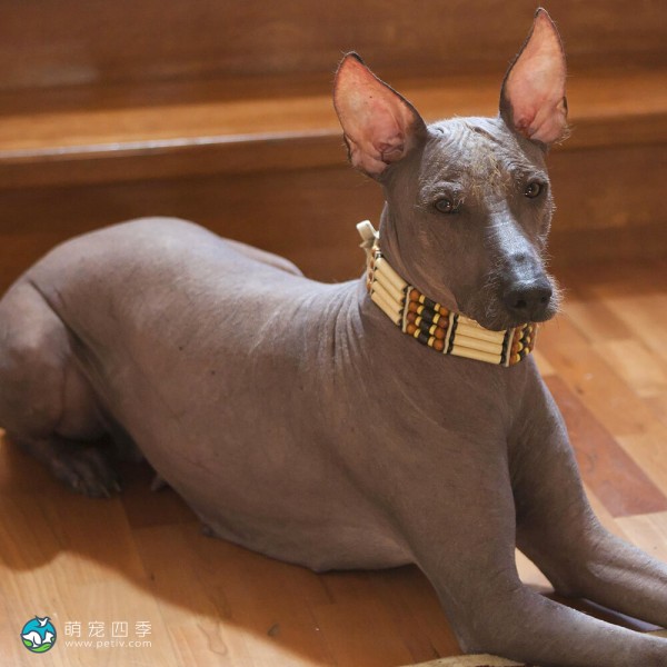 标准墨西哥无毛犬-5