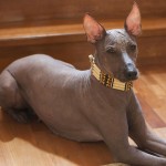 标准墨西哥无毛犬-缩略图-5