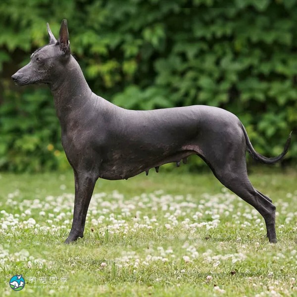 标准墨西哥无毛犬-6