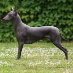 标准墨西哥无毛犬-缩略图-6