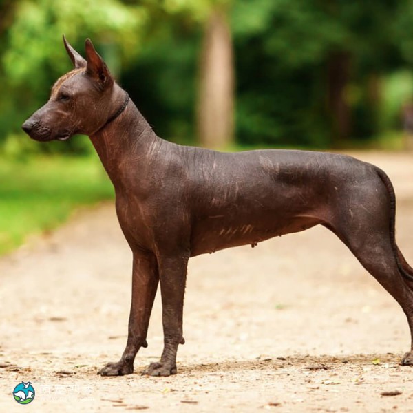 标准墨西哥无毛犬-7