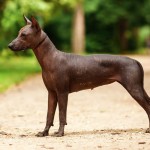 标准墨西哥无毛犬-缩略图-7