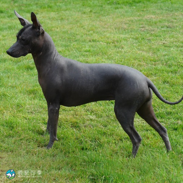 标准墨西哥无毛犬-8