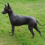 标准墨西哥无毛犬-缩略图-8