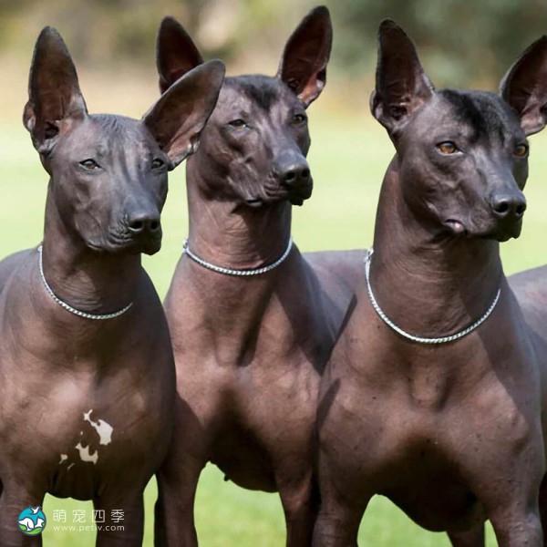 标准墨西哥无毛犬-9