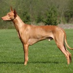 法老王猎犬-缩略图-2