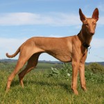 法老王猎犬-缩略图-3