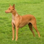 法老王猎犬-缩略图-4