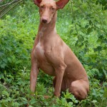 法老王猎犬-缩略图-5