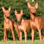 法老王猎犬-缩略图-6