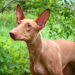 法老王猎犬-缩略图-7