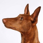 法老王猎犬-缩略图-8