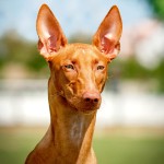 法老王猎犬-缩略图-9