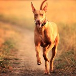 法老王猎犬-缩略图-10