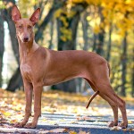 法老王猎犬-缩略图-11