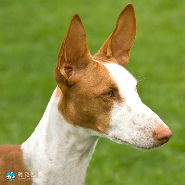 伊比萨猎犬-1