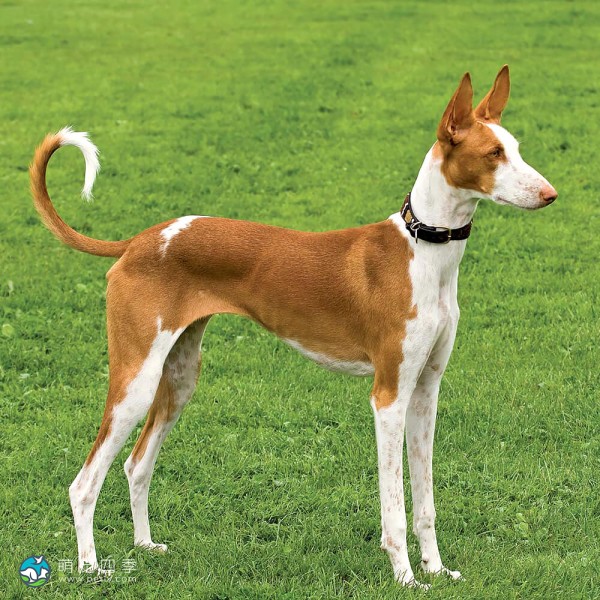 伊比萨猎犬-2