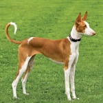 伊比萨猎犬-缩略图-2