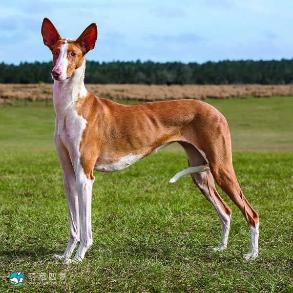 伊比萨猎犬-3